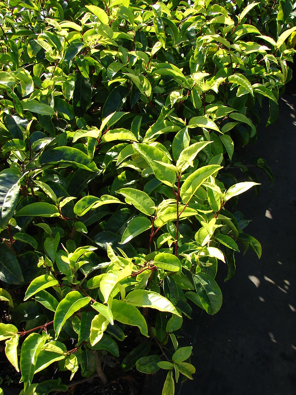 Hibiscus clayi leaves