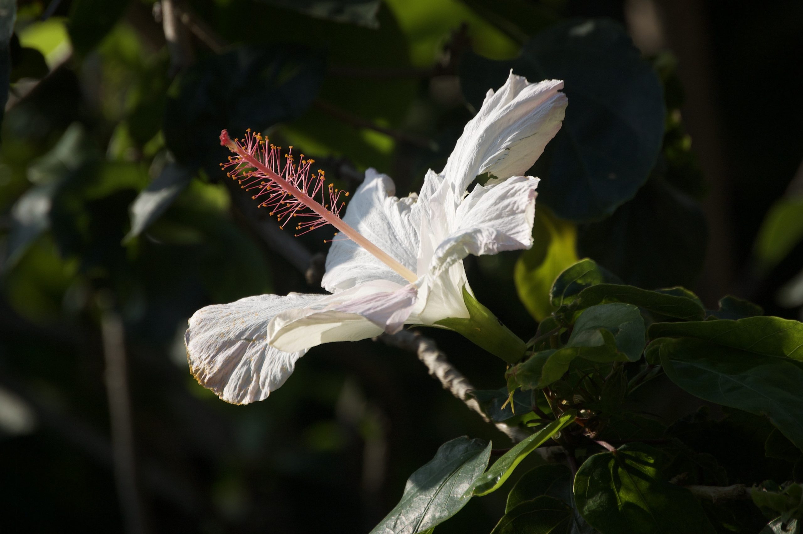 h arnottianus white flower