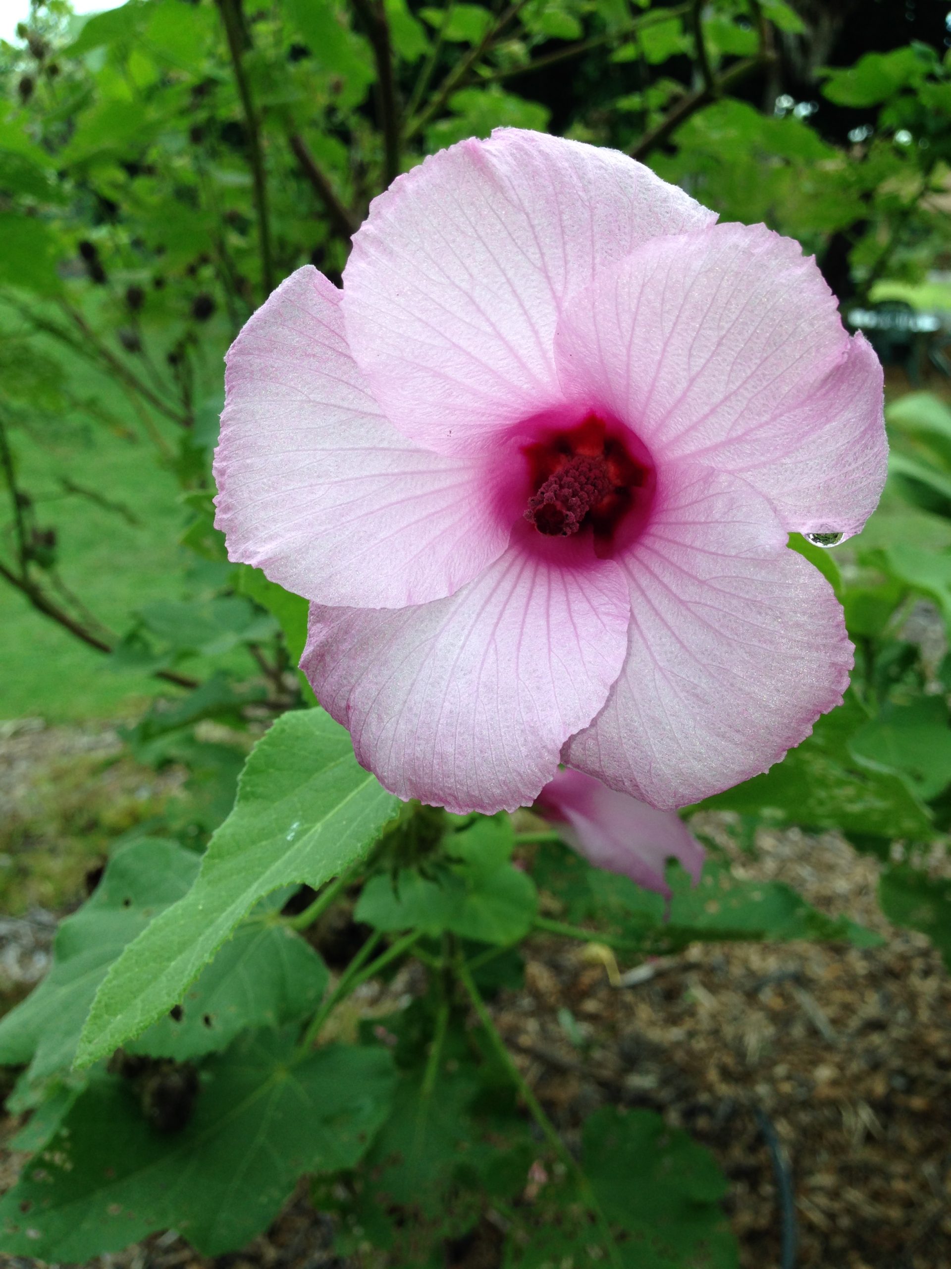 Hau hele wai ('Akiohala) flower