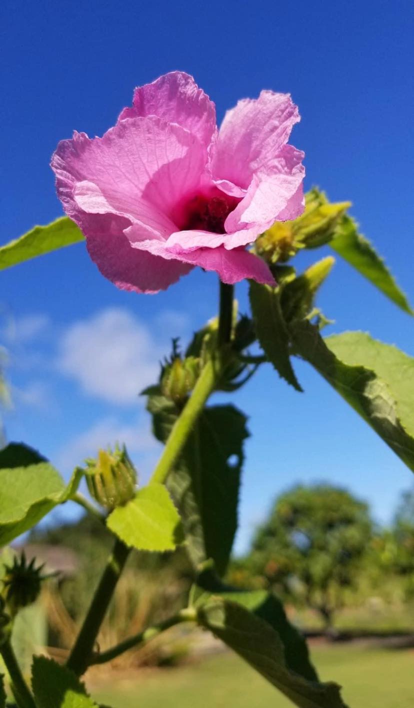 Hau hele wai ('Akiohala) flower