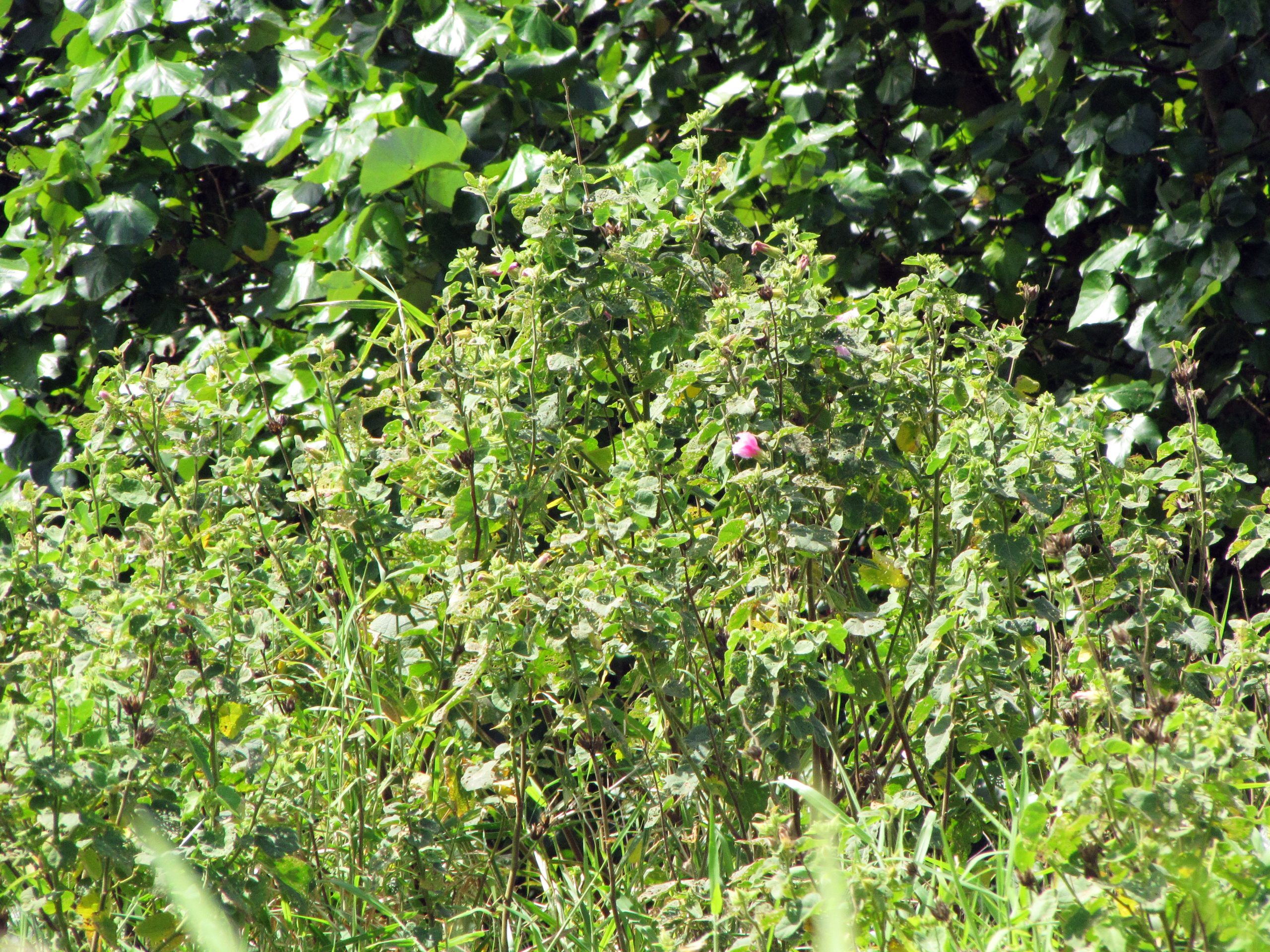Hau hele wai ('Akiohala) in a field