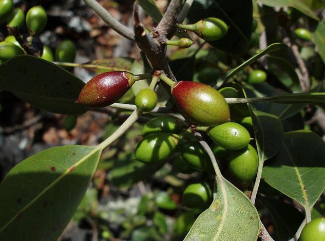 Keahi fruit