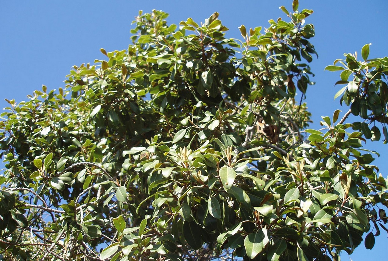 Top of keahi tree