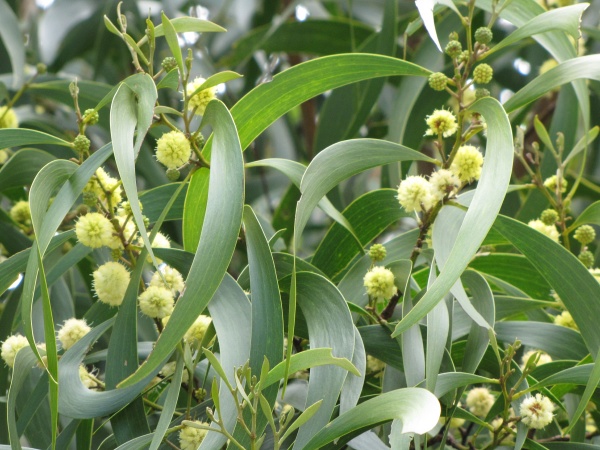 koa leaves and flowers