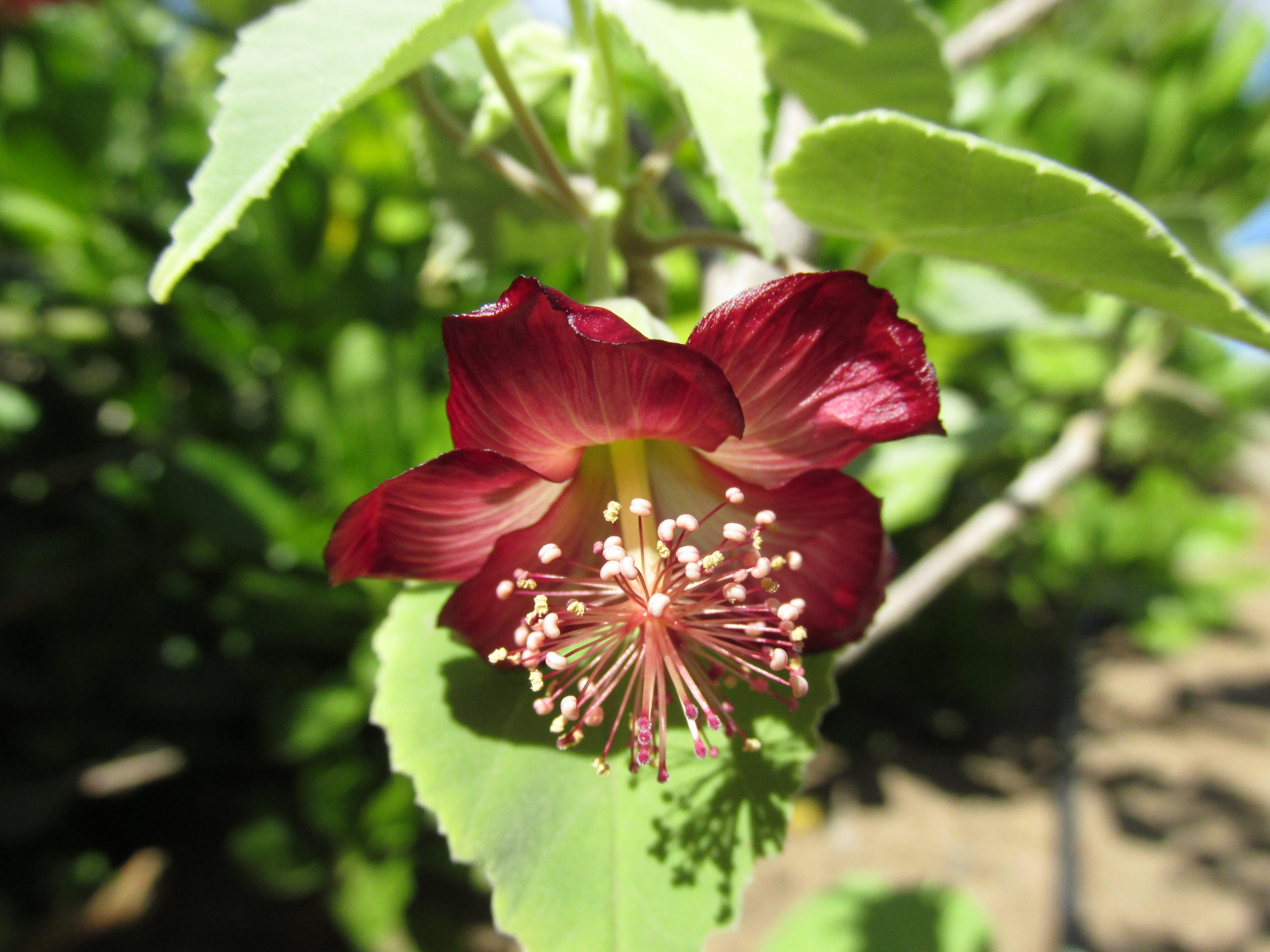 red kooloaula flower