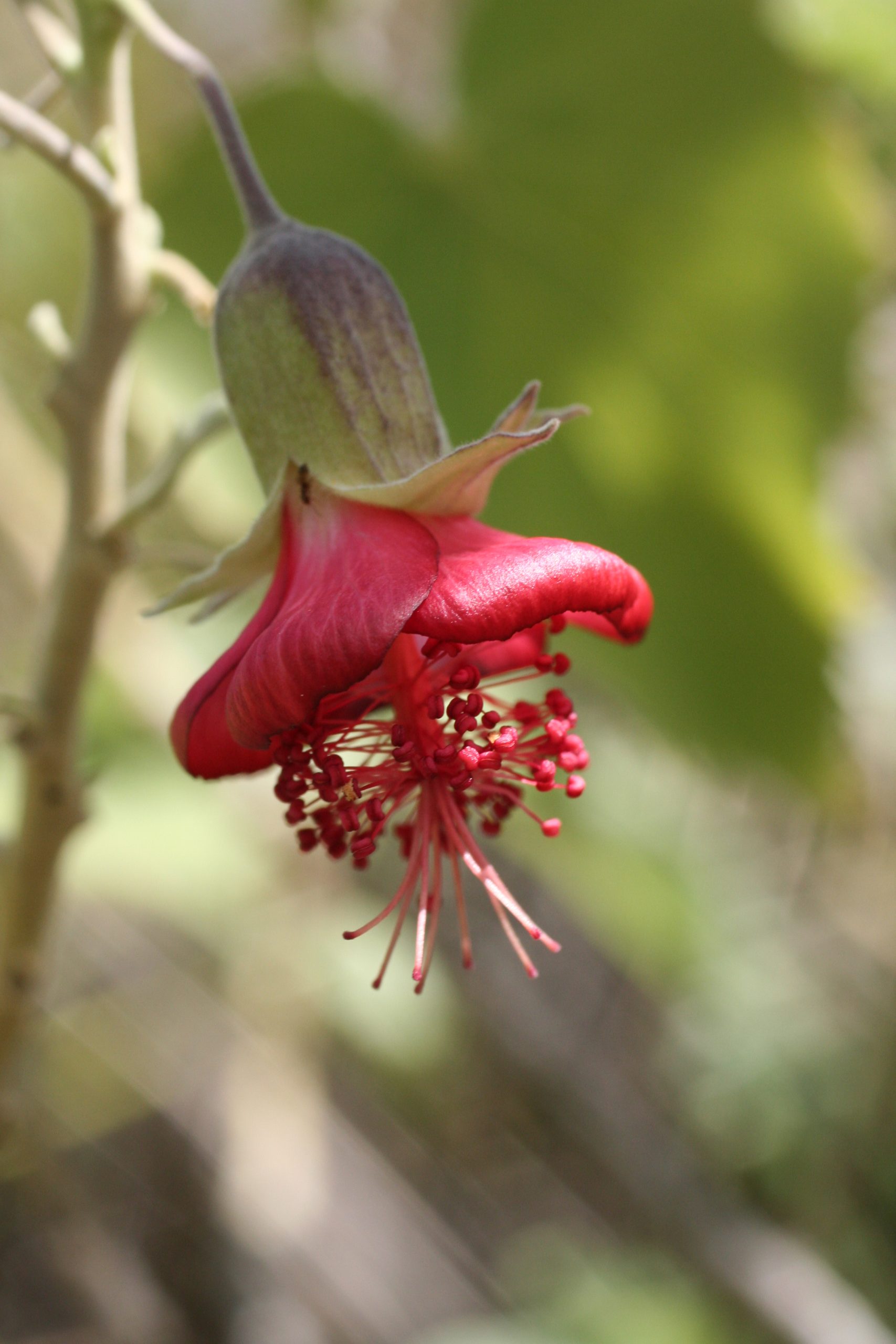 red kooloaula flower