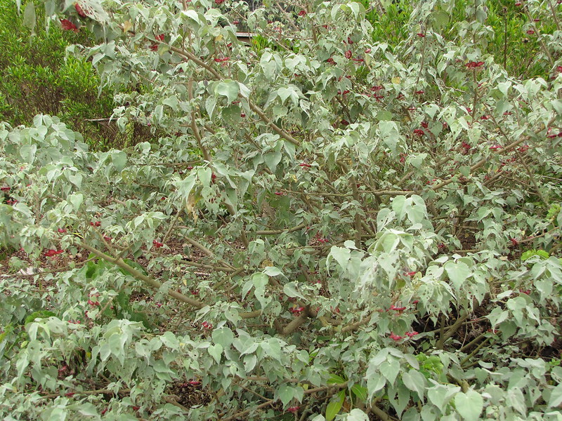 large kooloaula