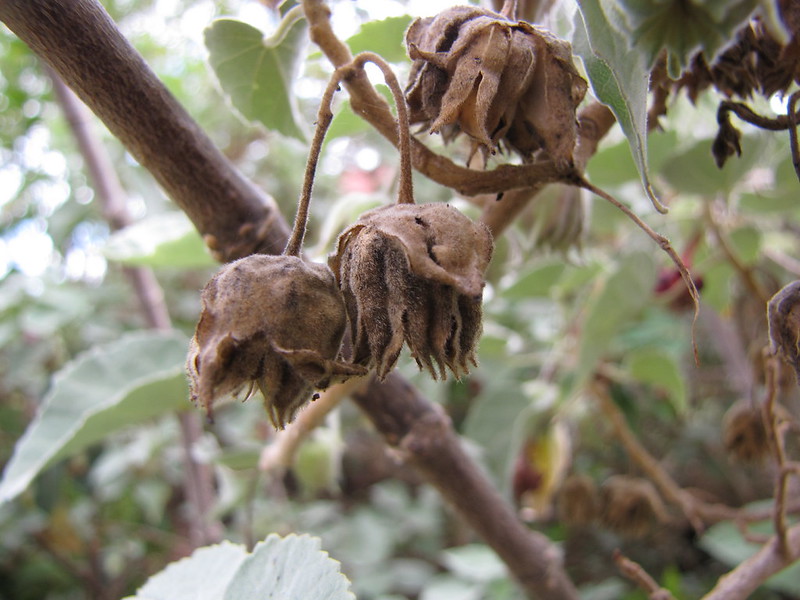 kooloaula seed pods