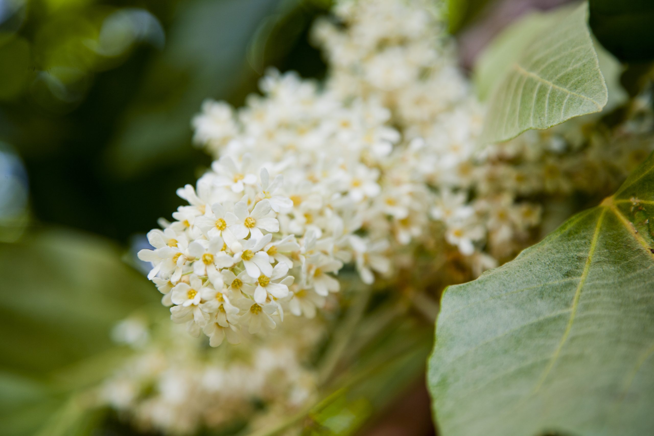 small white kukui flowers