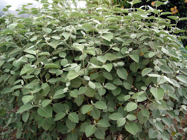 large kului