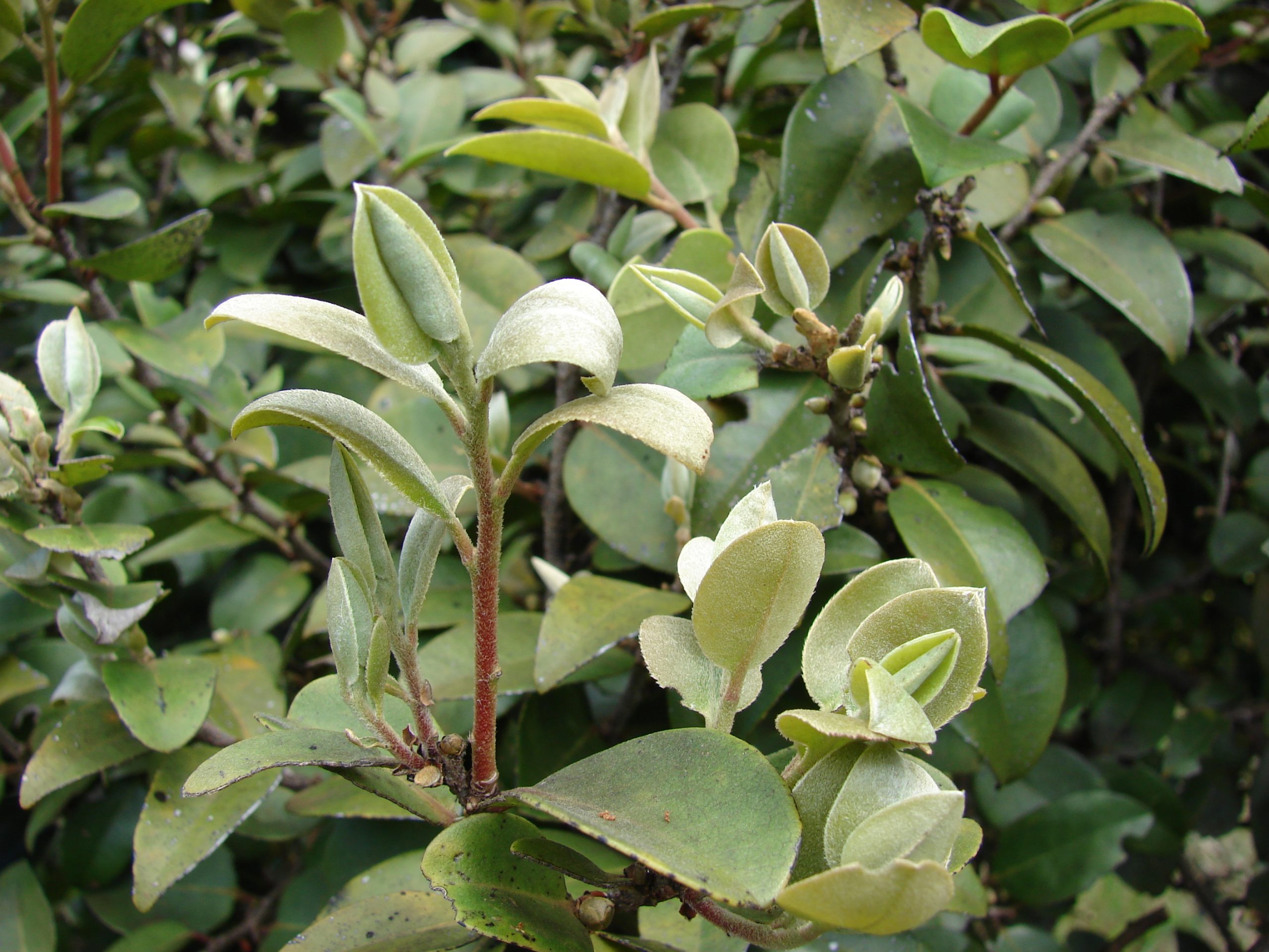new growth on lama