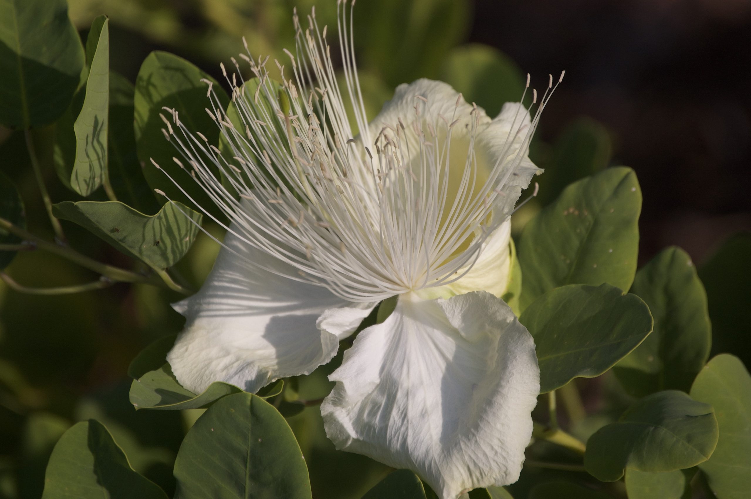maiapilo flower