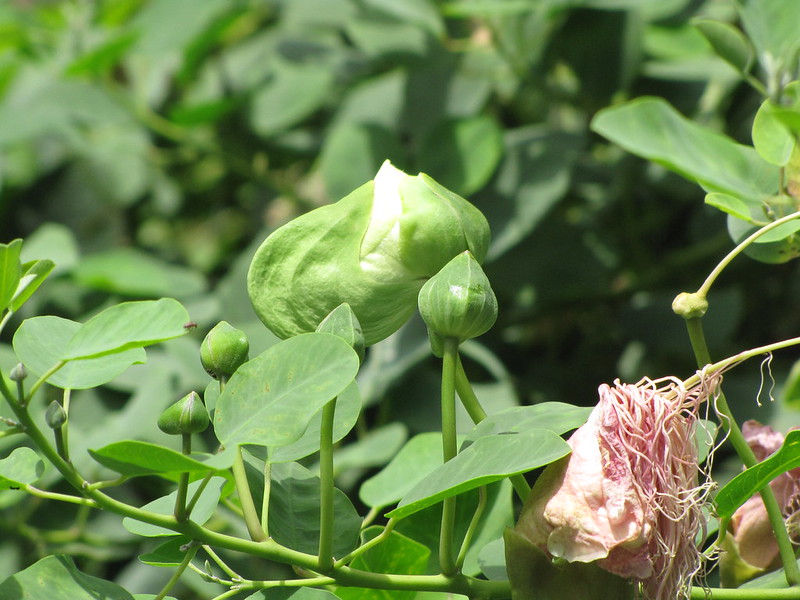 maiapilo blooming