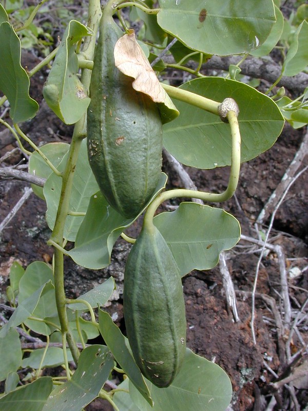 maiapilo seed pod