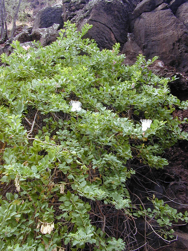 large maiapilo