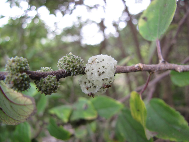 mamaki fruit