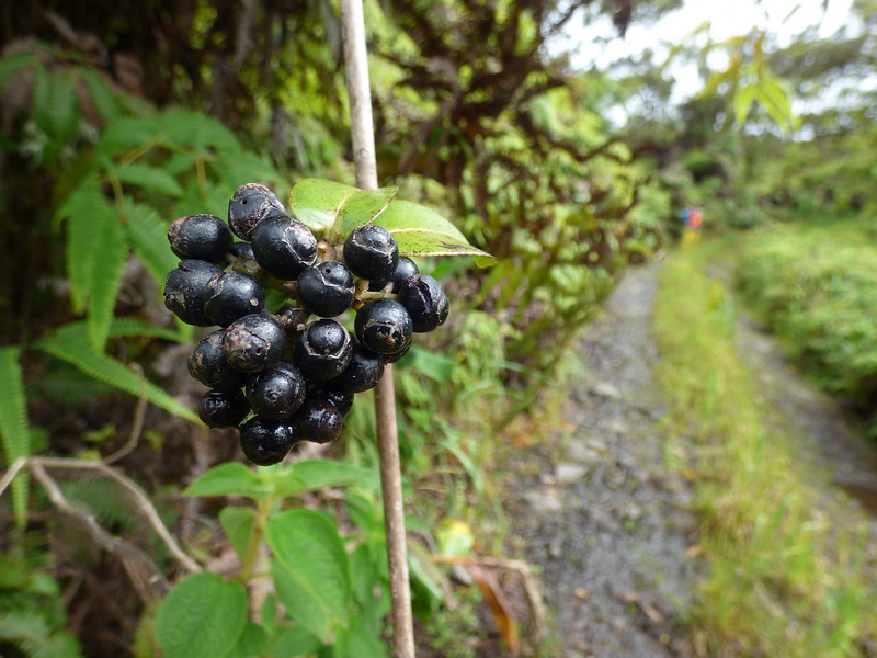 purple manono fruit