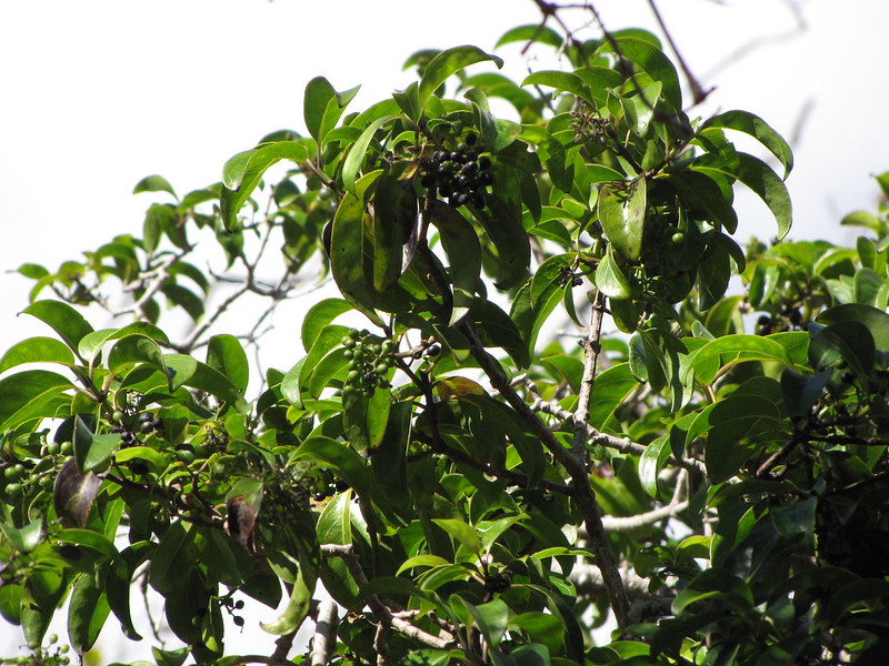 tops of large manono