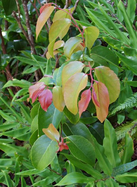 maua leaves