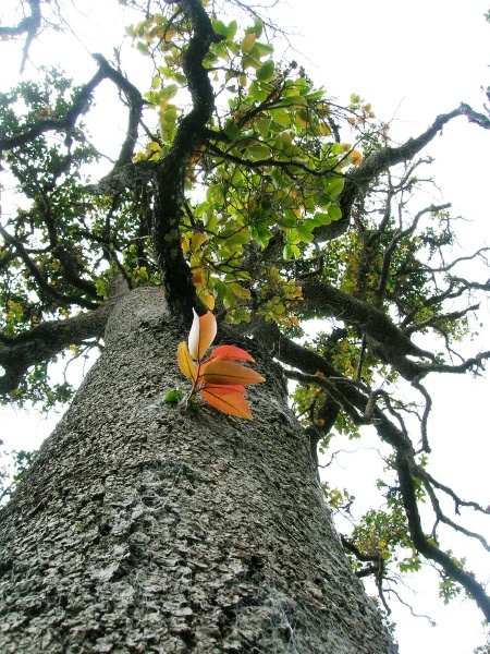 maua tree trunk, looking up