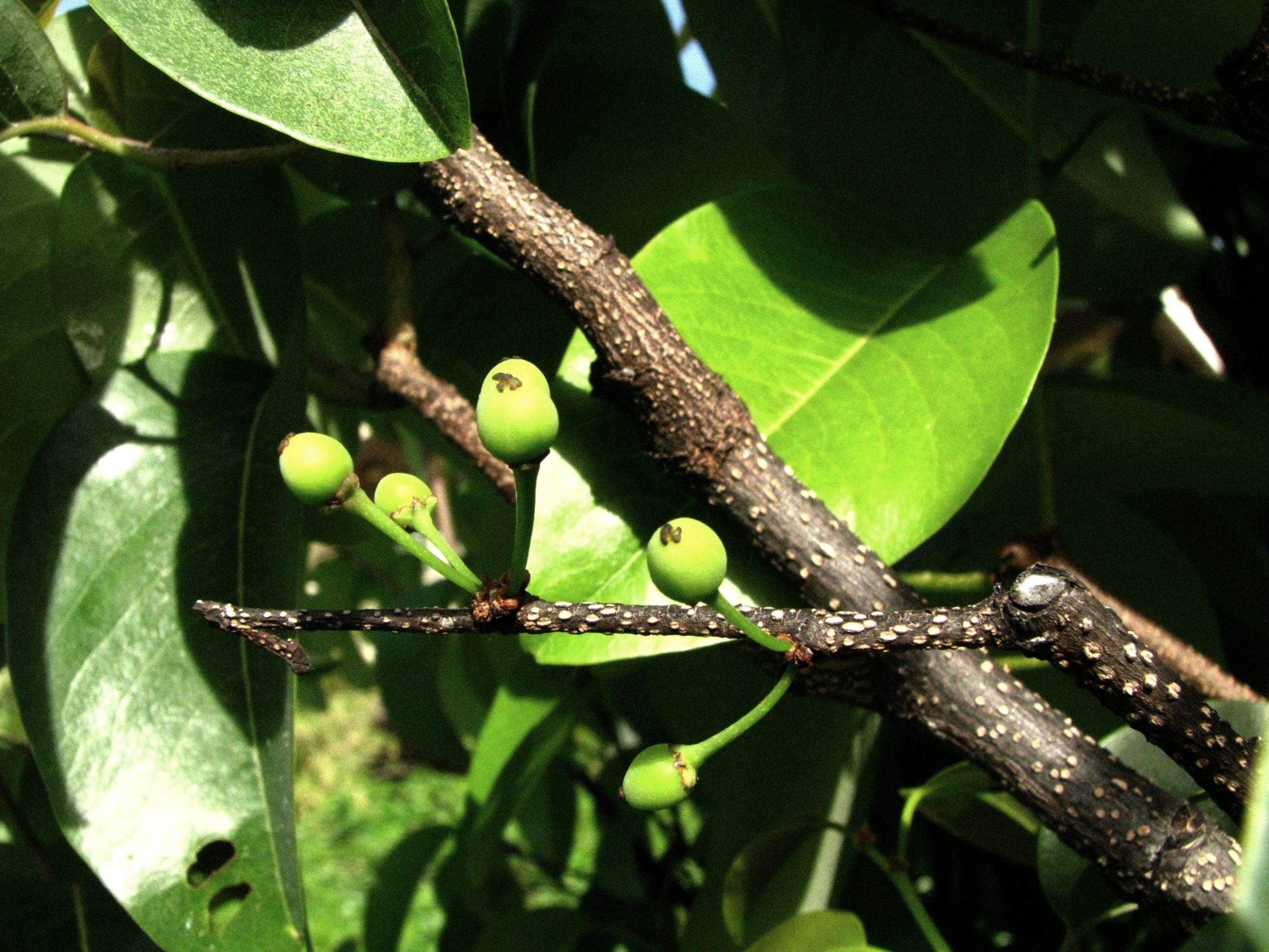 mehamehame fruit and flowers