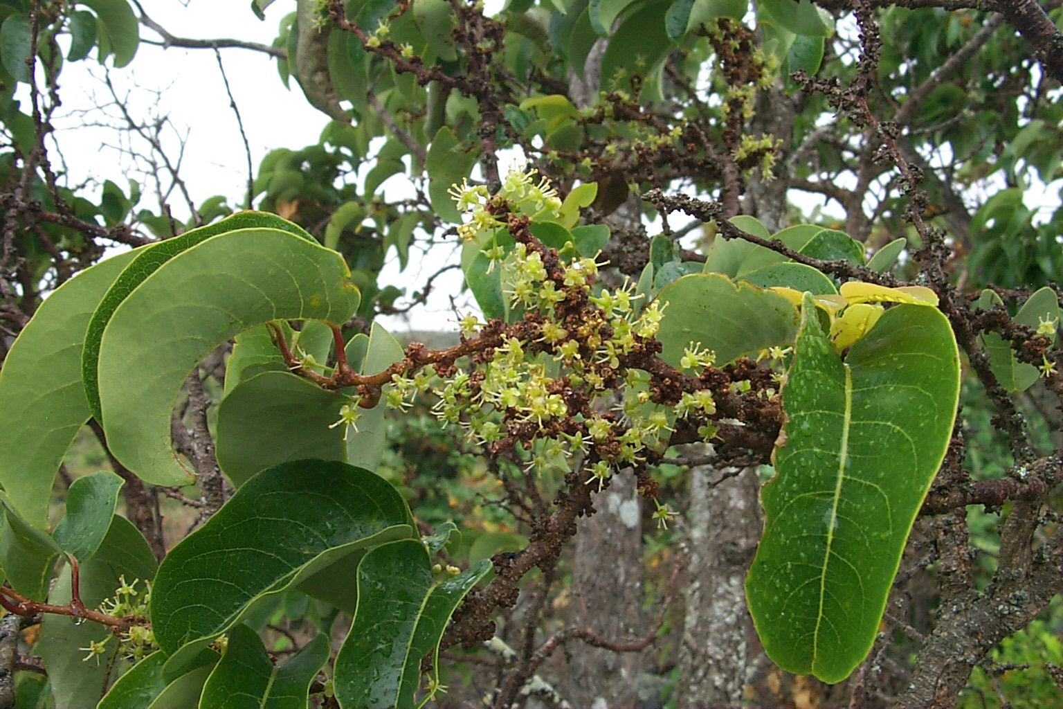 mehamehame flowers