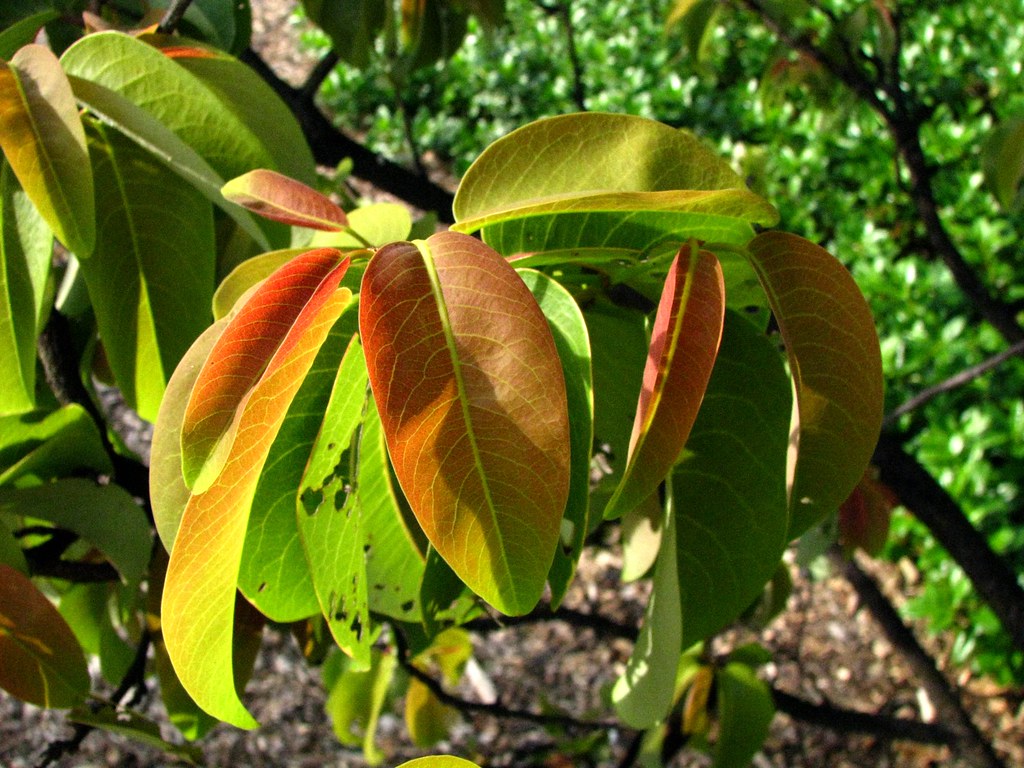 mehamehame new leaves