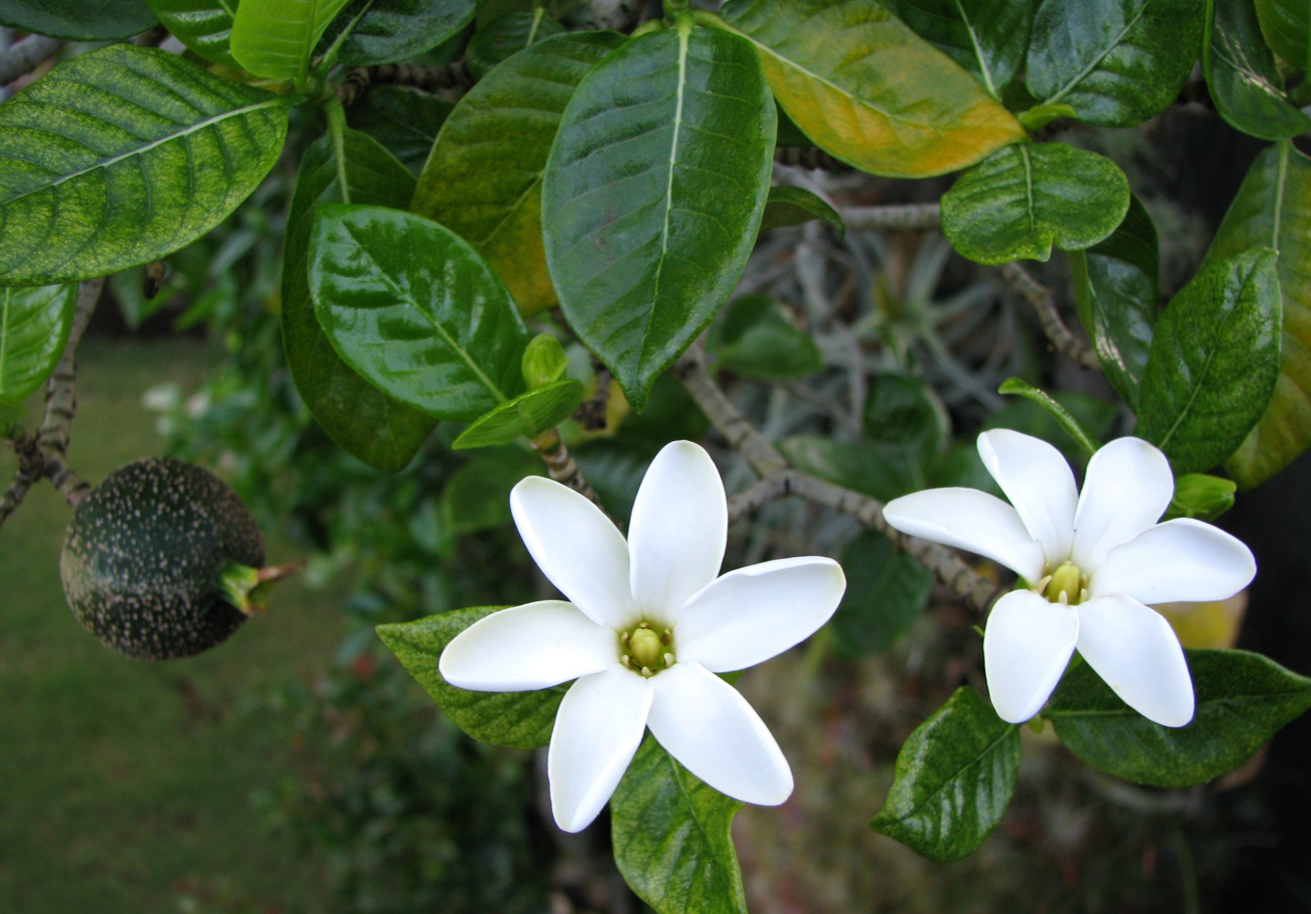 two white nanu flowers