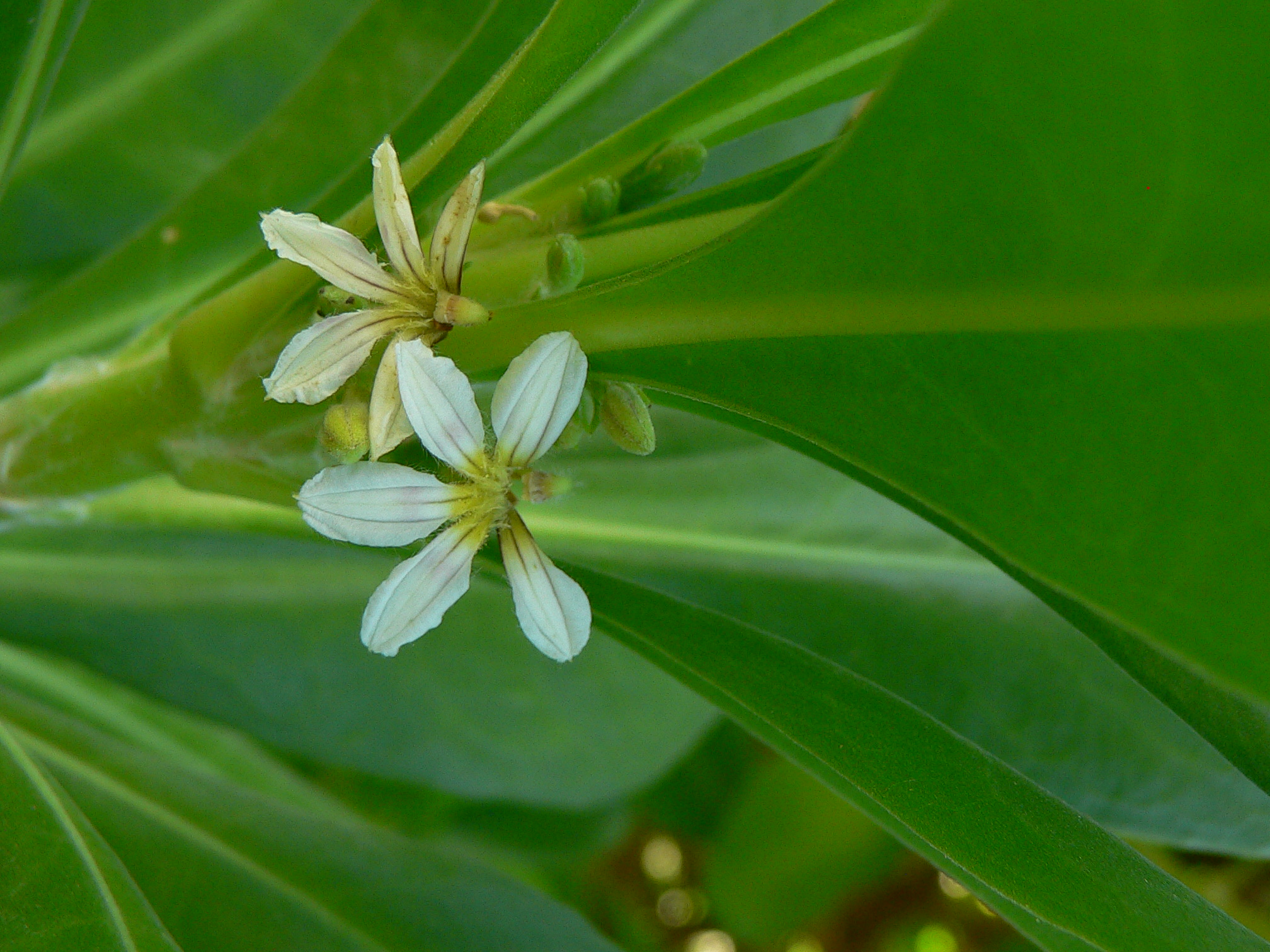 close up of flowers