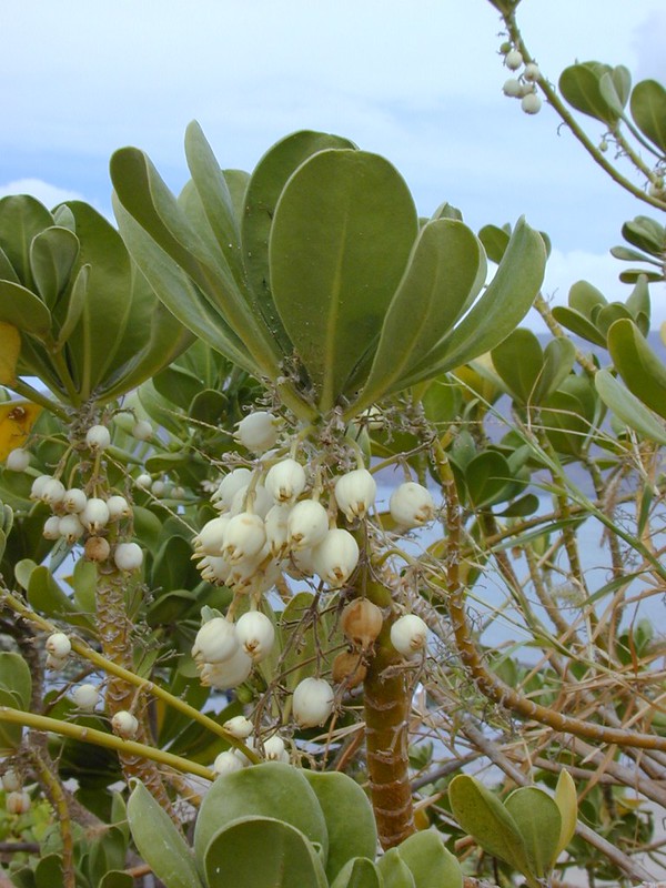 fruit on a plant near the ocean