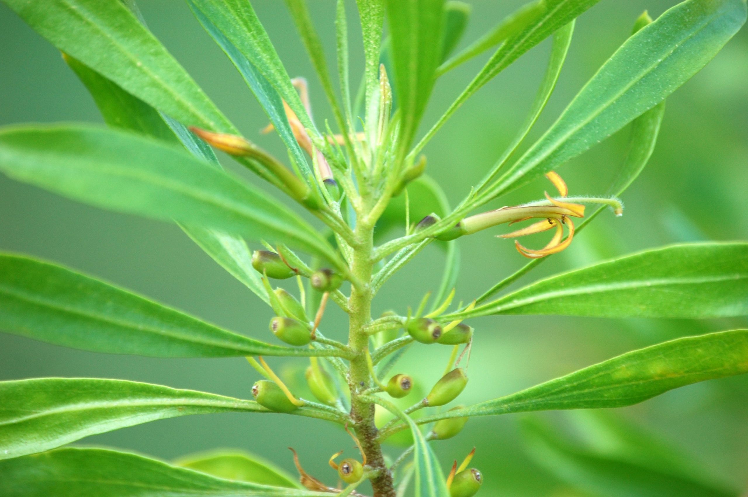 naupaka kuahiwi flowers