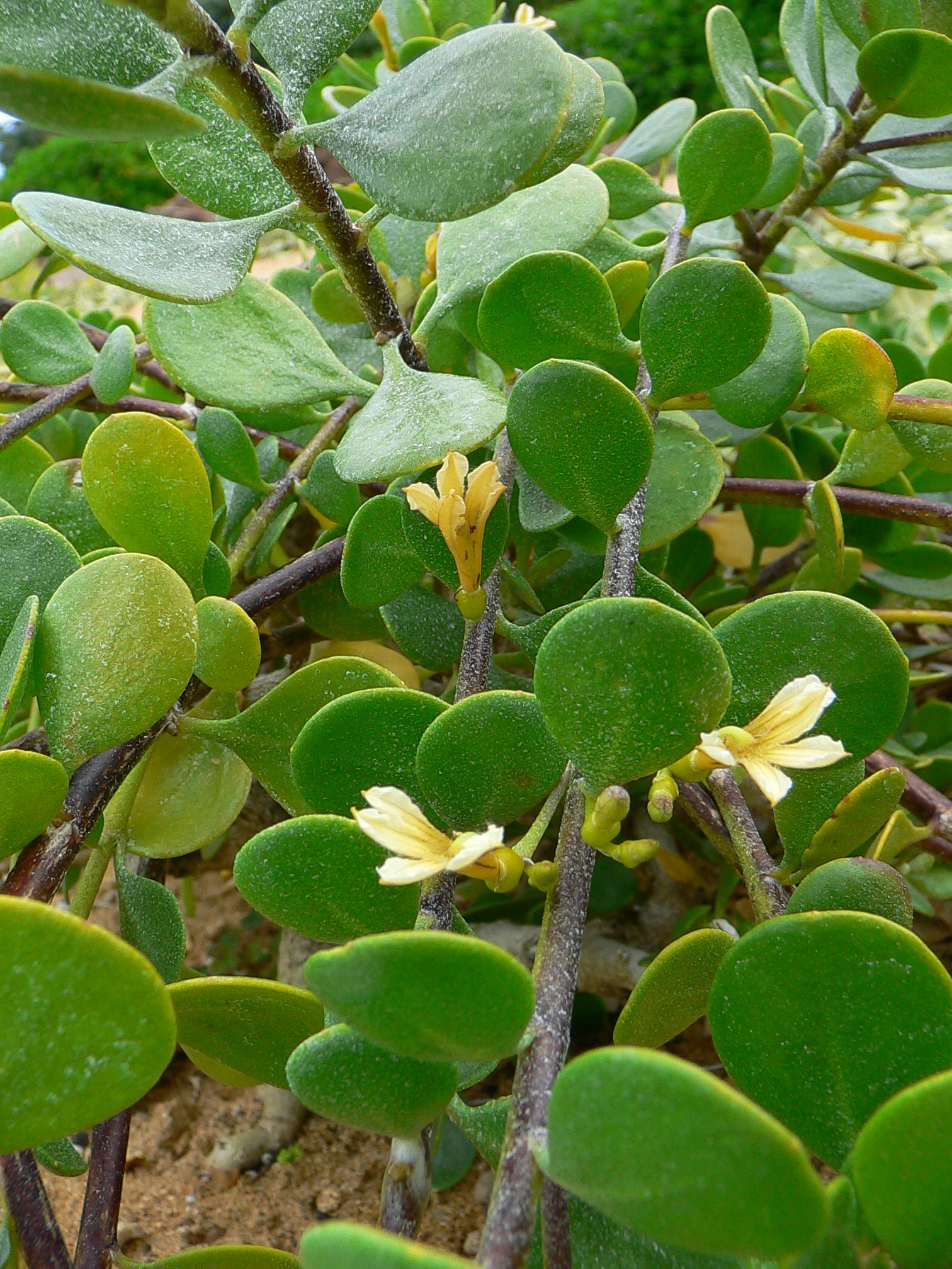 naupaka papa flowers