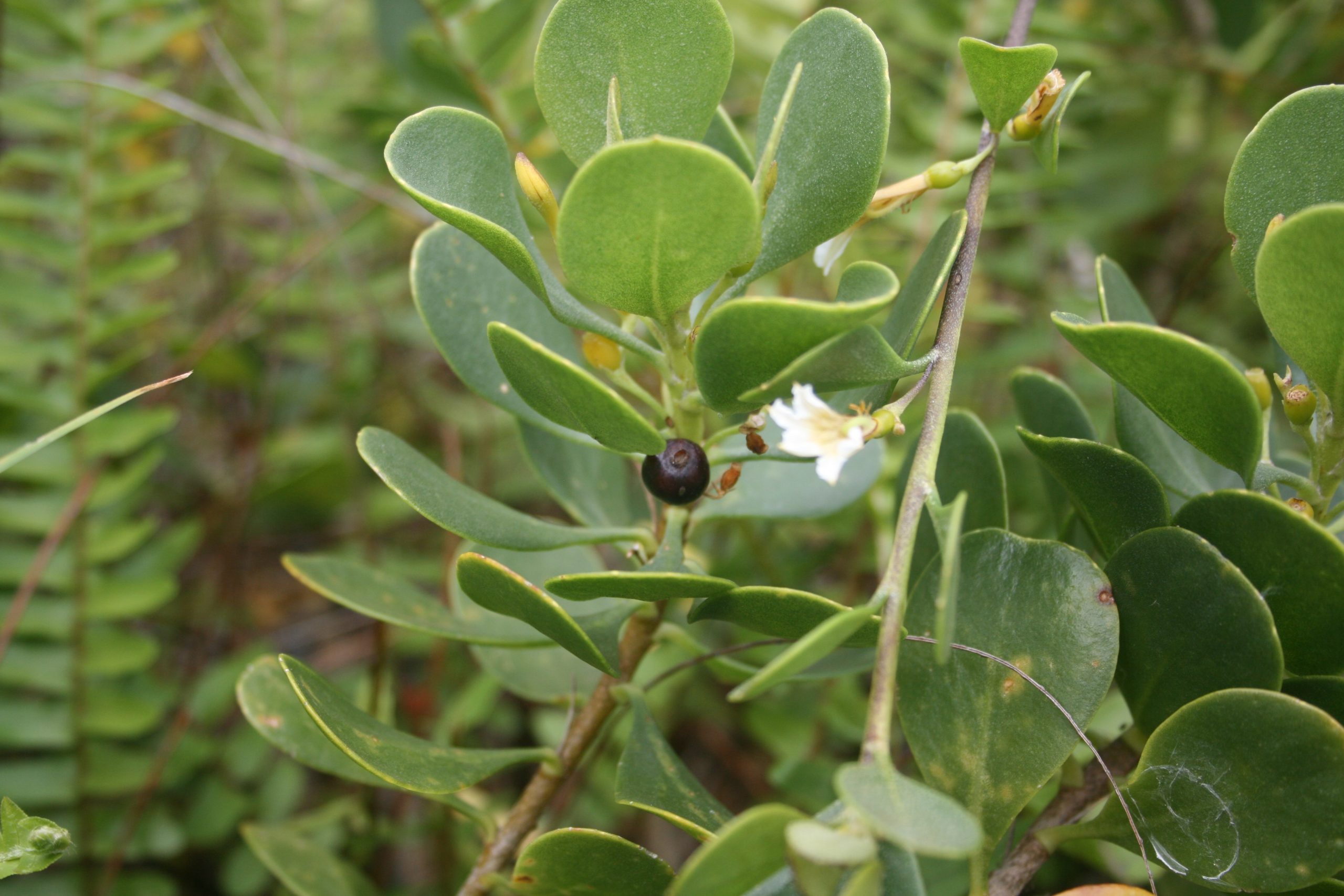 naupaka papa flowers and fruit