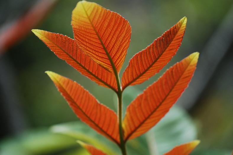 neneleau underside of leaf