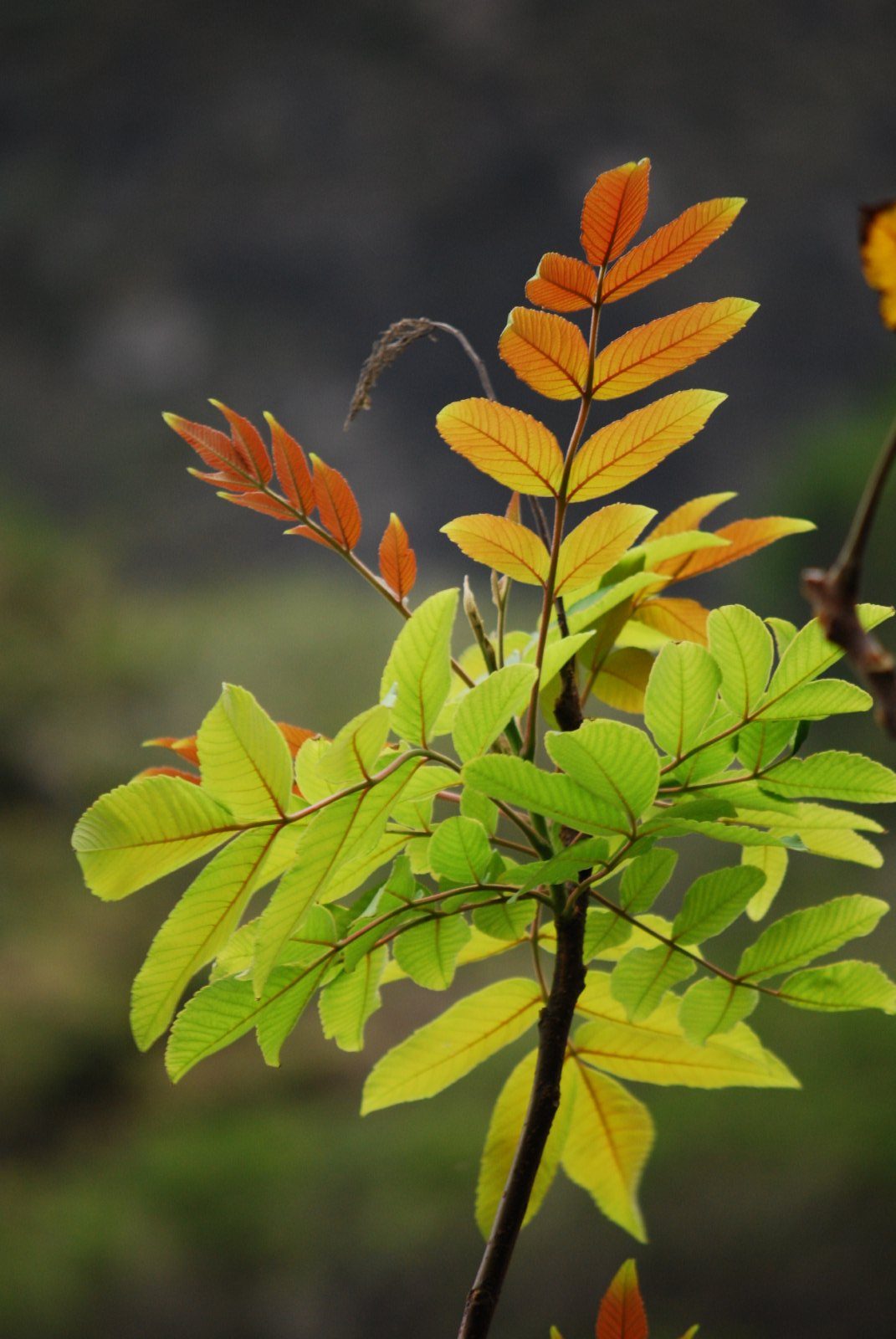 neneleau new growth