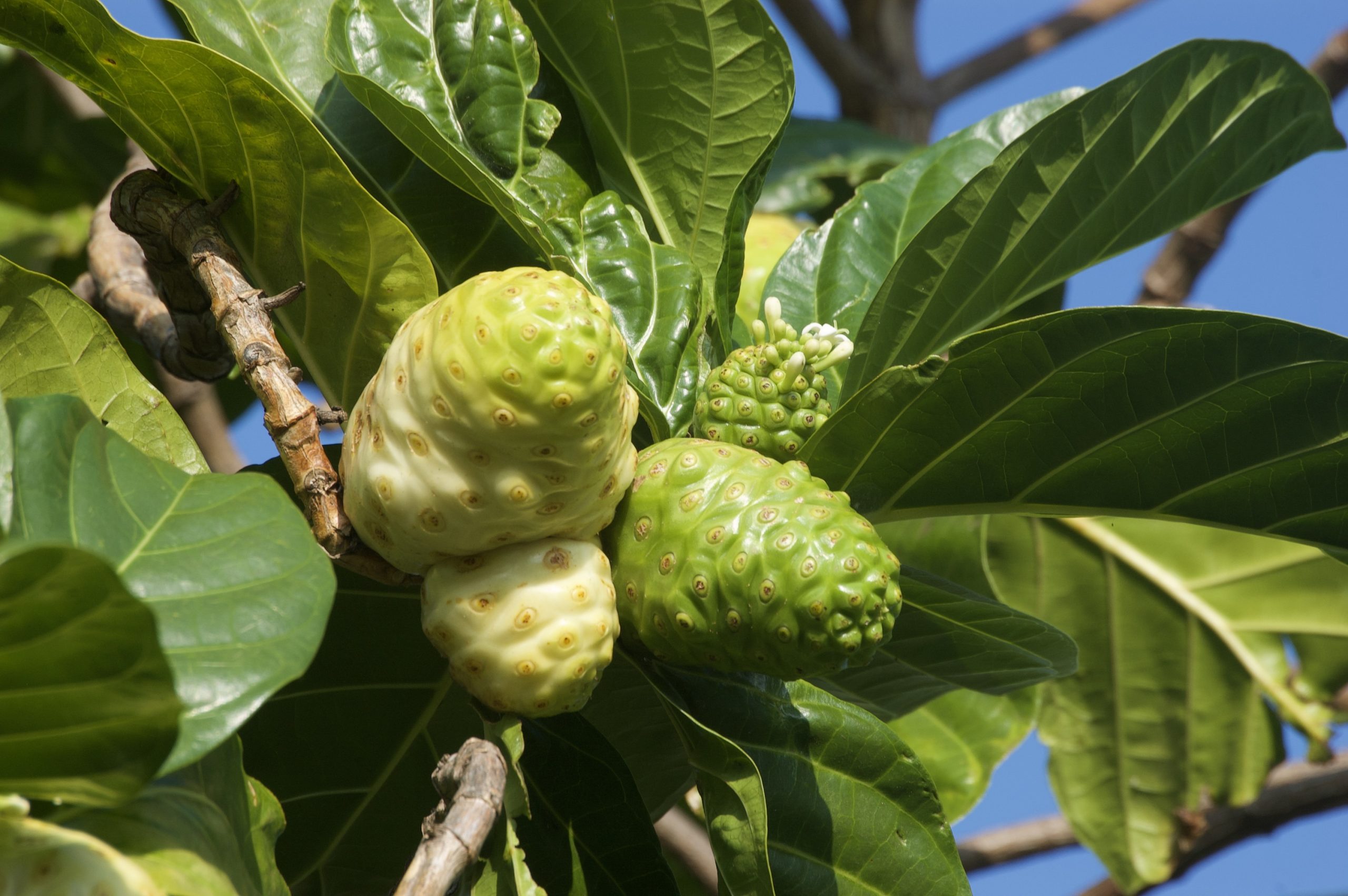 noni fruit