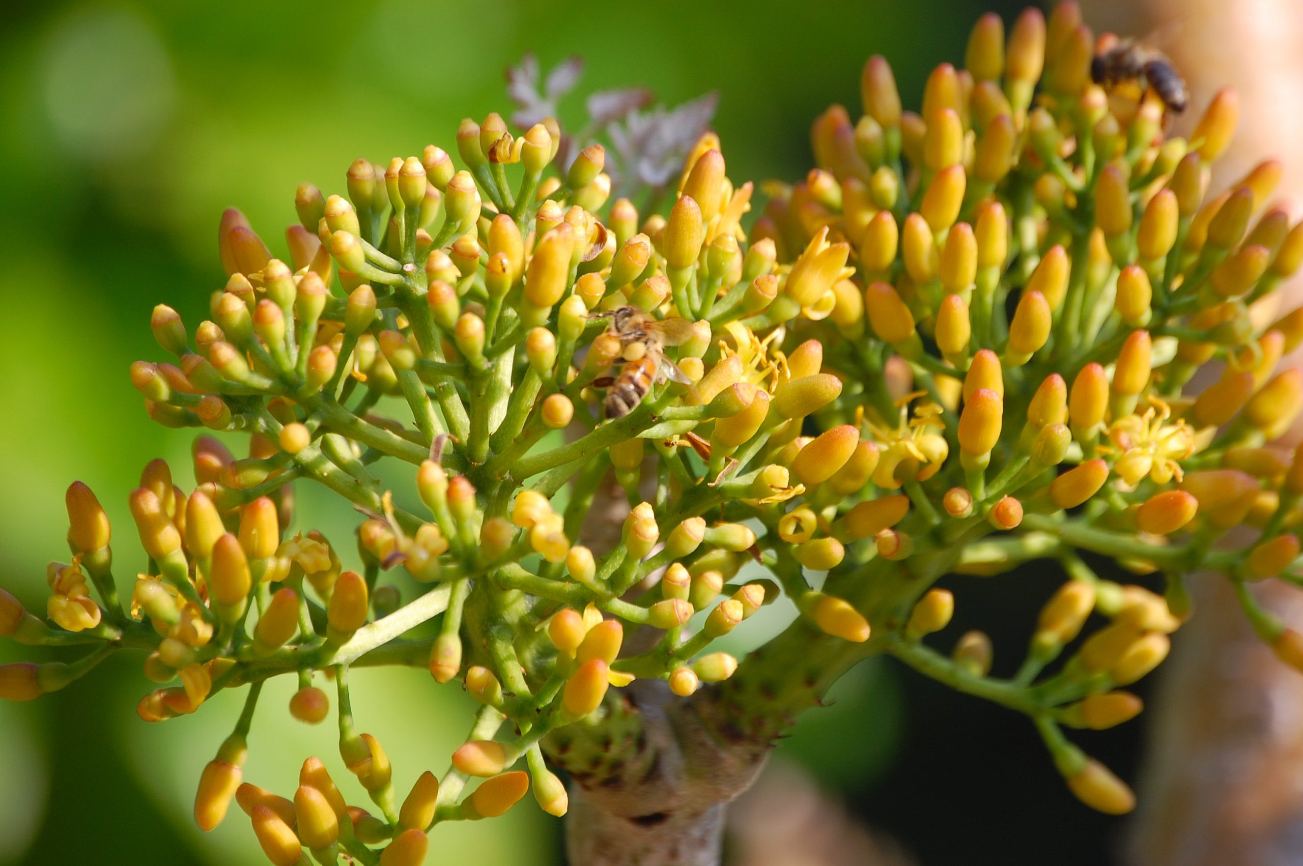 ohe makai flowers with a bee