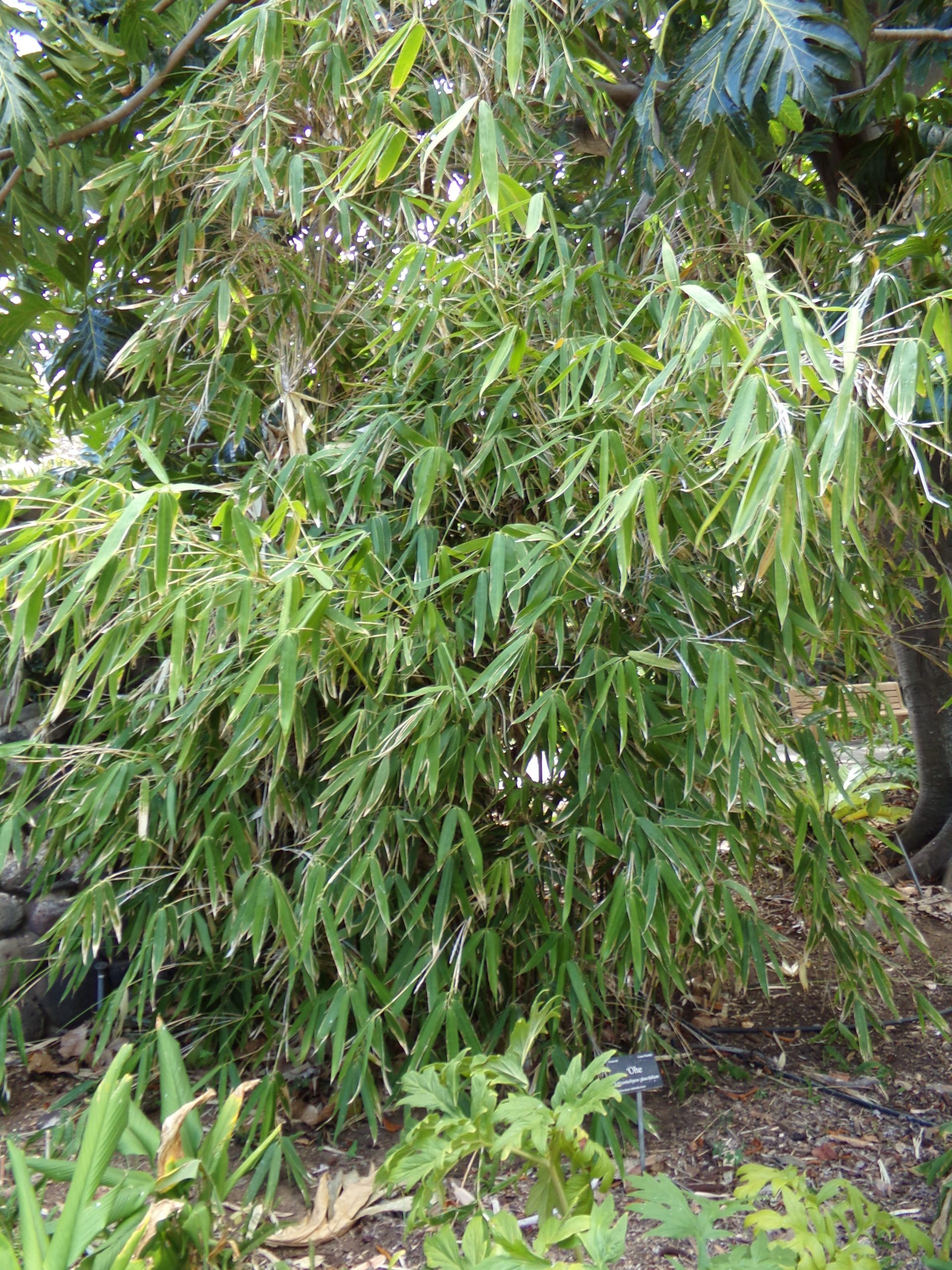large ohe