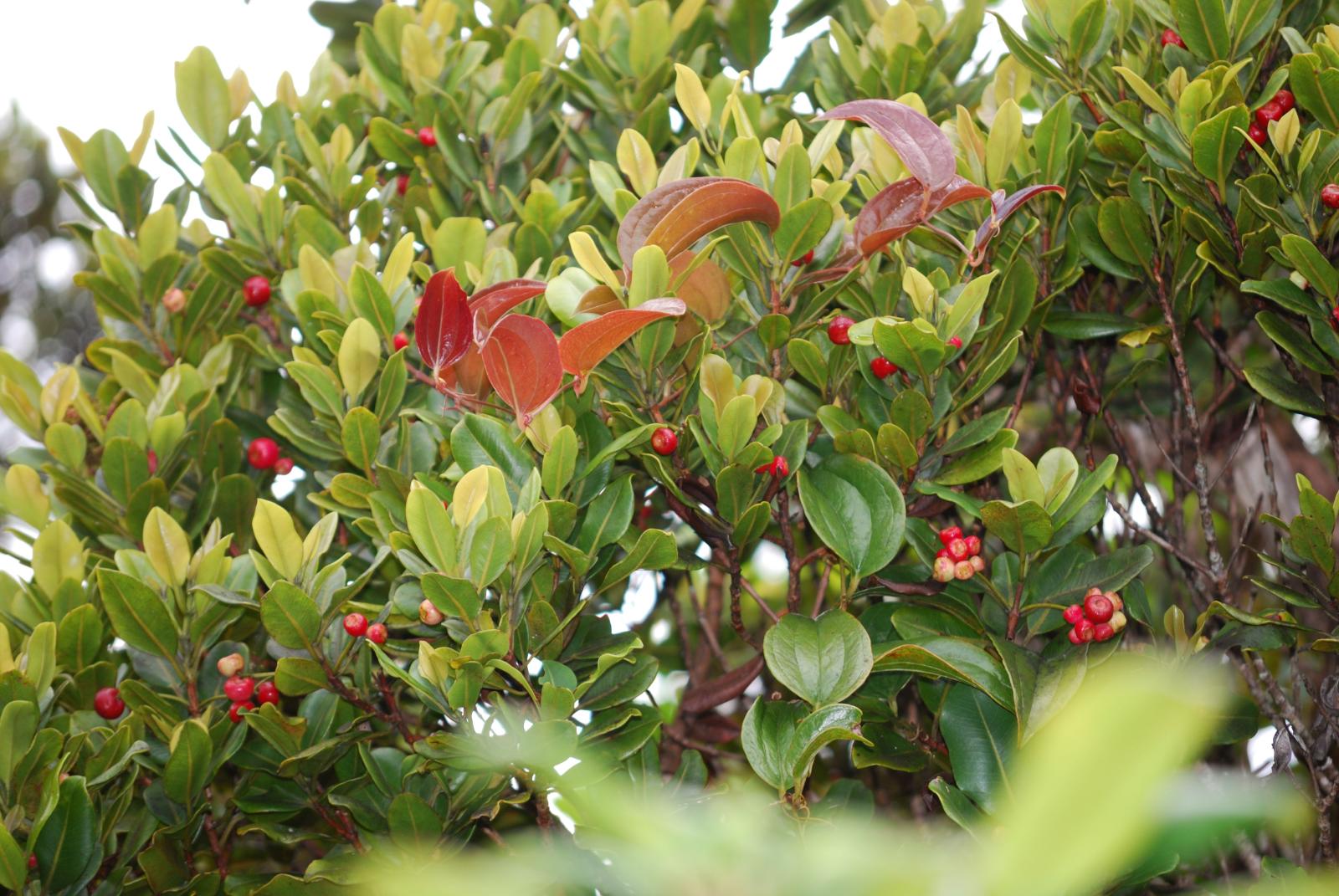 ohia ha leaves and fruit
