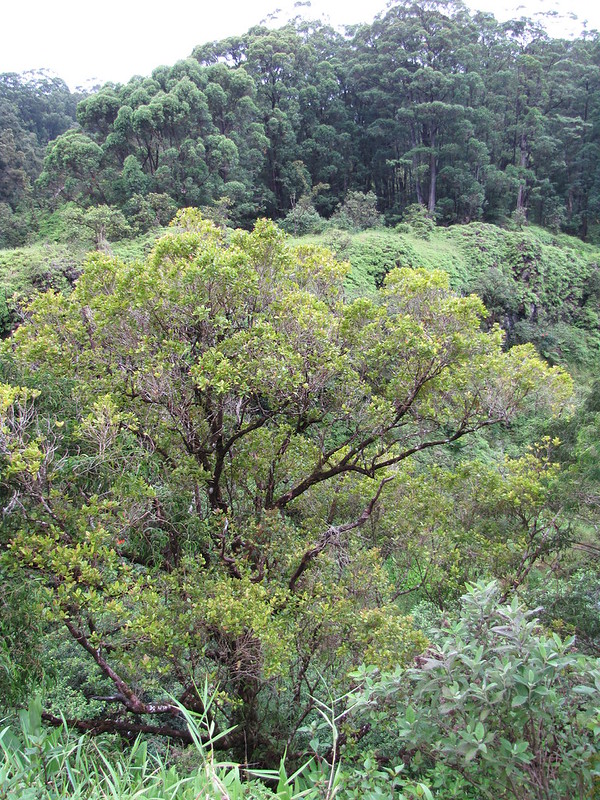 large ohia ha in the forest