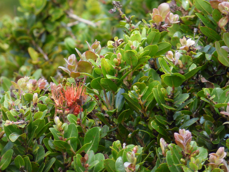 ohia ha flowering
