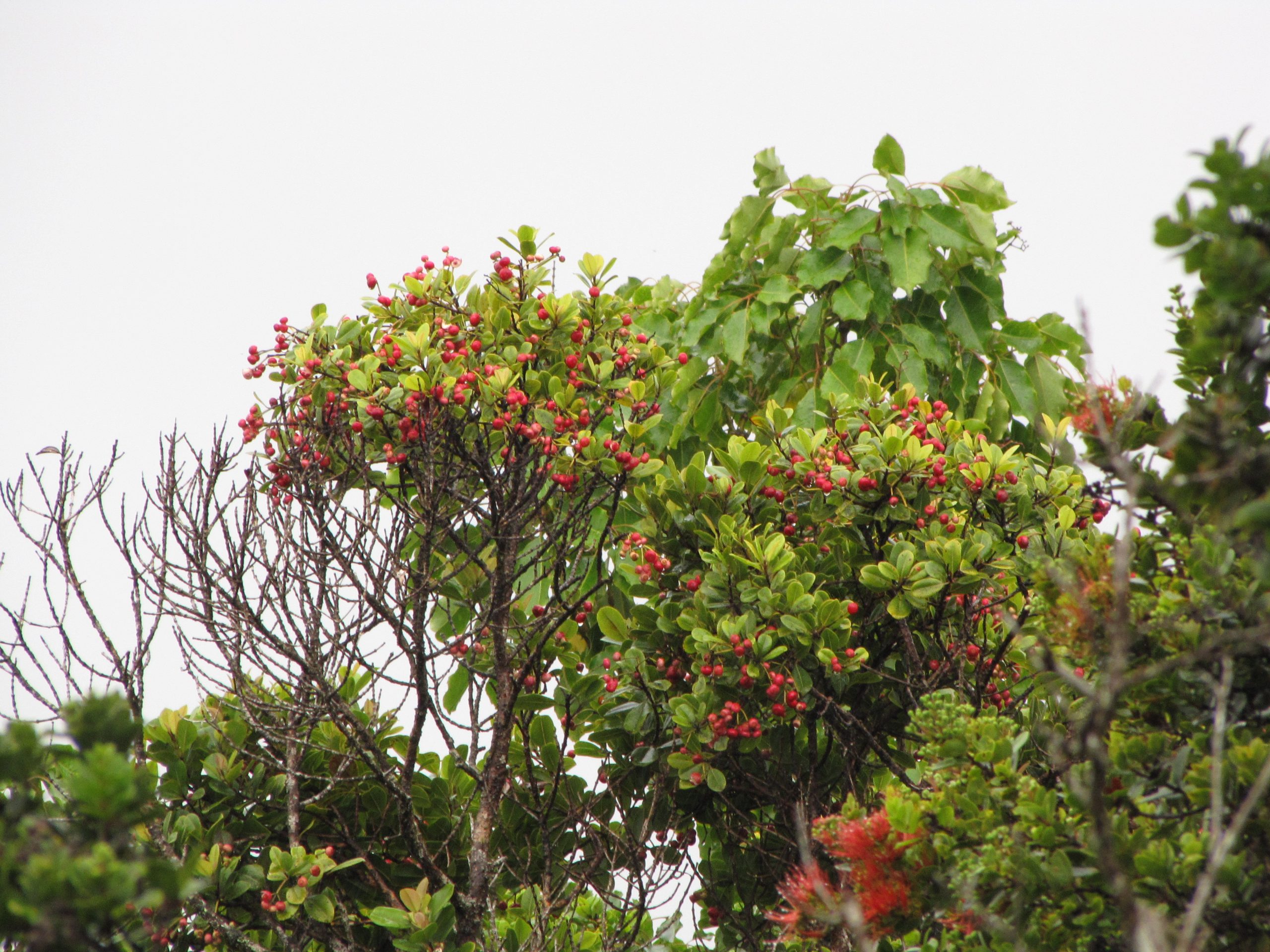 ohia ha flowering