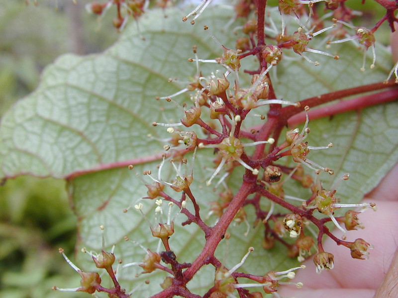 olomea flowers