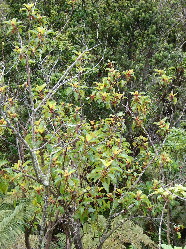 full olomea in a forest