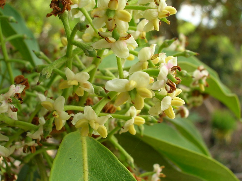 small olopua flowers