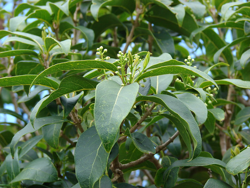 olopua floewrs