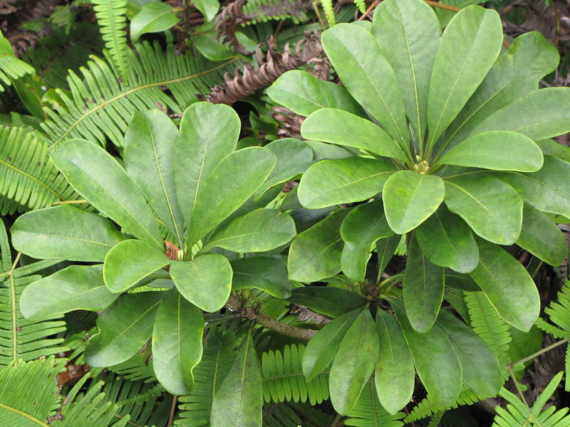 Hoawa leaves