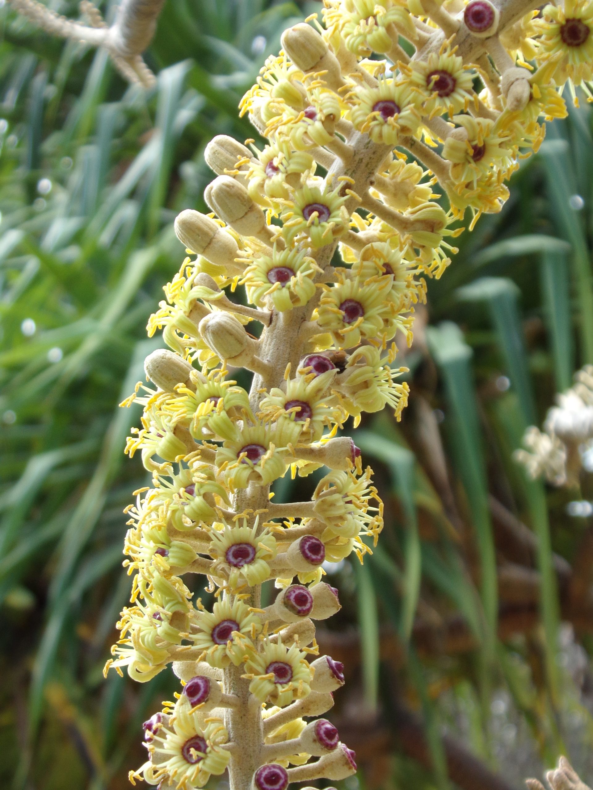 pokalakala flowers in bloom