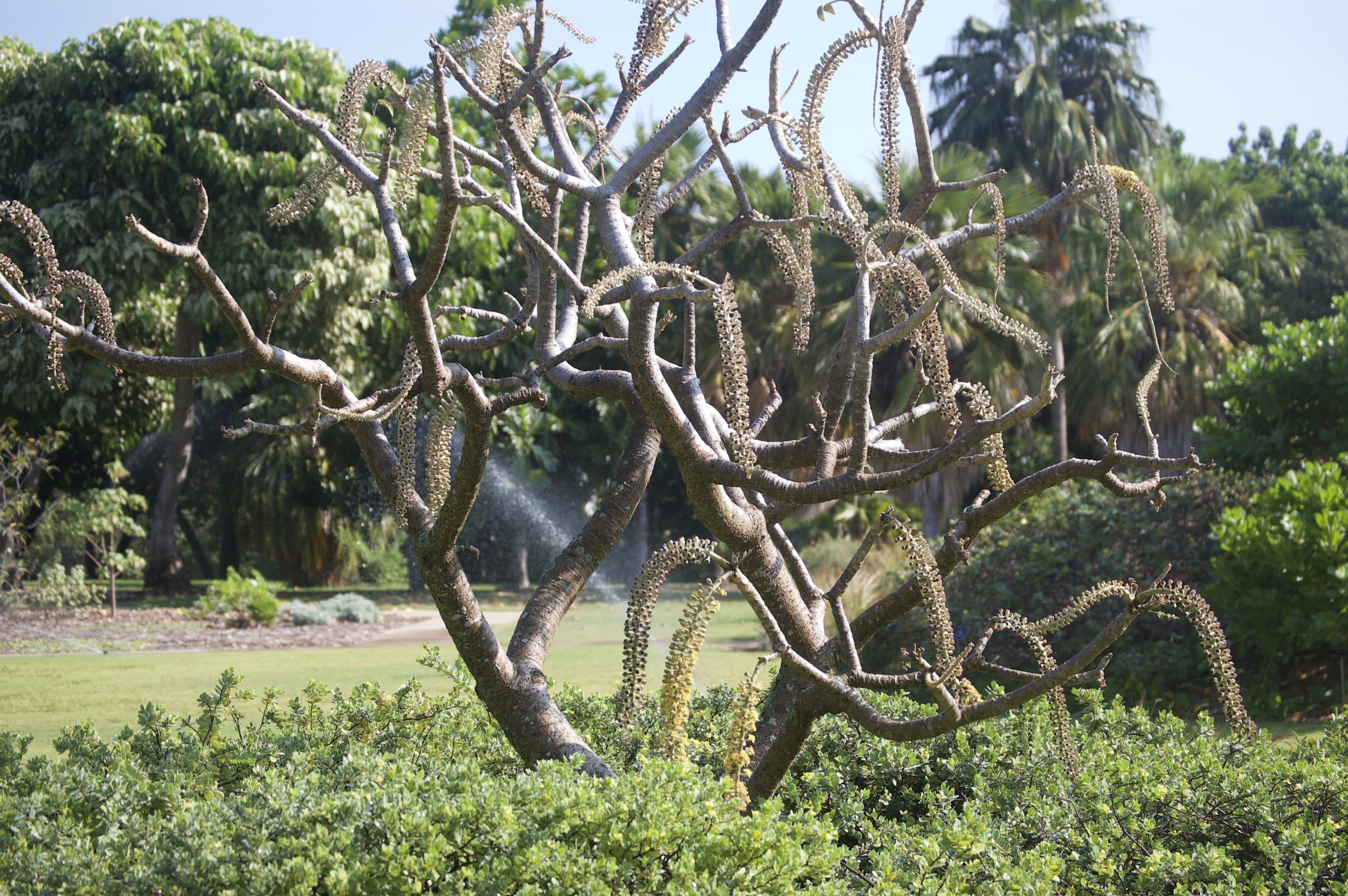 full pokalakala at the gardens