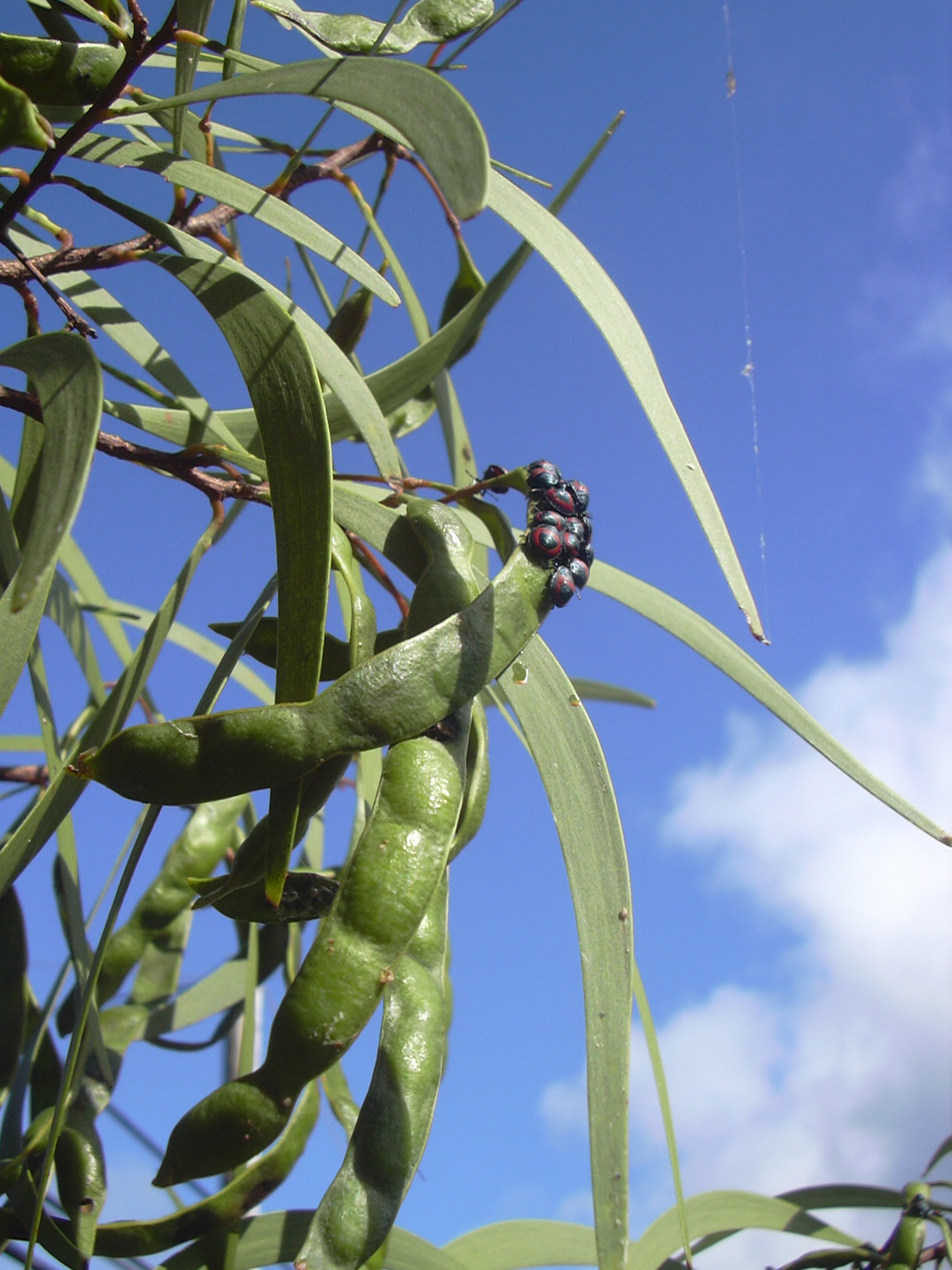 seed arrangement with koa bug starr-040413-0056